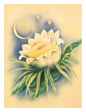 Cereus de floración nocturna Lámina giclée por Ted Mundorff Cereus de floración nocturna Lámina giclée por Ted Mundorff