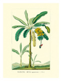 Banana Tree, Botanical Illustration, c.1855 Giclee Print by Ch. Lemaire Banana Tree, Botanical Illustration, c.1855 Giclee Print by Ch. Lemaire