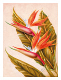 Hawaiian Bird of Paradise, c.1940s Giclee Print by Ted Mundorff Hawaiian Bird of Paradise, c.1940s Giclee Print by Ted Mundorff