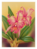 Cattleya, Pink Orchid Tropical Flowers Giclee Print by Hale Pua Studio Cattleya, Pink Orchid Tropical Flowers Giclee Print by Hale Pua Studio