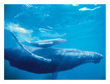 Humpback Mother and Calf Giclée-tryk af Michael S. Nolan