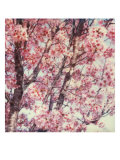 Cerezo Lámina giclée por Claire Rydell Cerezo Lámina giclée por Claire Rydell