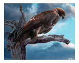 Perched Giclée-Druck von Bill Stephens