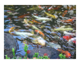 Koi Fish Pond Photographic Print by Miska Slock