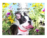 Angus in the Flower Bed Giclee Print by Kori Jones