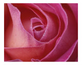 Rose 104 Photographic Print by Scott Kuehn