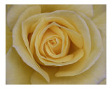 Rose 102 Photographic Print by Scott Kuehn
