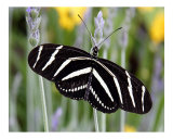 Butterfly 320 Photographie par Scott Kuehn