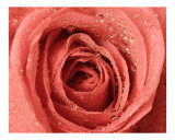 Rose 111 Photographic Print by Scott Kuehn