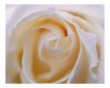 Rose 107 Photographic Print by Scott Kuehn