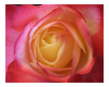 Rose 129 Photographie par Scott Kuehn