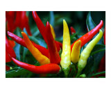 Hot Peppers Photographic Print by Joe Hipp