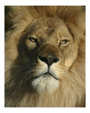 The King Photographie par Scott Kuehn