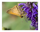 Butterfly On Purple Flower Photographie par Josh Williams