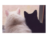 Two Cats Photographic Print by Stephanie M Golden