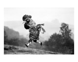 Hahn Fotografie-Druck von John J Robertson