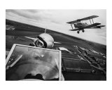 Tigermoths Photographic Print by John J Robertson