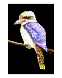 Australian Kookaburra Giclee Print by DanoZ 