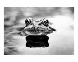 Frog Photographic Print by John J Robertson