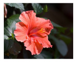 Red Hibiscus Flower Bloom Photographie par Josh Williams