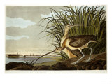 Male Ane Female Long Billed Curlew (Numenius Americanus) With The City Of Charleston Behind Lámina giclée por John James Audubon Male Ane Female Long Billed Curlew (Numenius Americanus) With The City Of Charleston Behind Lámina giclée por John James Audubon