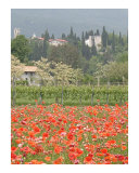 The Poppies at Castello D' Aviano Photographic Print by Donna Corless The Poppies at Castello D' Aviano Photographic Print by Donna Corless