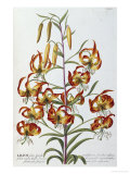 Lilium, 1750-1773 Giclee Print by Christoph Jacob Trew