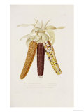 Marbled, Red and Multicoloured Maize Illustration, Agricole et Economique Du Mais, 1836 Giclee-trykk av Mathieu Bonafous