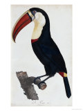 Hand Coloured Engraving of a Toucan, 1806 Giclée-Druck von Francois Levaillant