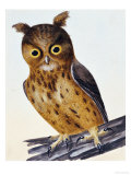 Original Water Colour Drawing of an Owl, 1789-1794 Giclee Print by William Lewin
