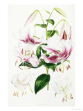 A Monograph of the Genus Lilium, 1877-1880 Giclee Print by Henry John Elwes
