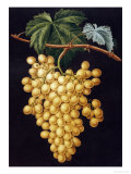 Alexandria Grapes, 1812 Giclee-trykk av George Brookshaw Alexandria Grapes, 1812 Giclee-trykk av George Brookshaw