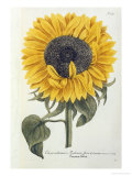 Sun Flower Giclee Print by Johann Wilhem Weinmann