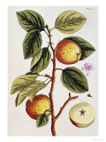 Apple Tree (Malus Sativa), 1739 reproduction procédé giclée par Elizabeth Blackwell