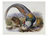 A Monograph of the Phasianidae or Family of Pheasants, 1872 Lámina giclée por Daniel Giraud Elliot A Monograph of the Phasianidae or Family of Pheasants, 1872 Lámina giclée por Daniel Giraud Elliot