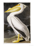 American White Pelican Giclée-Druck von John James Audubon