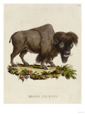 Venetian Natural History, 1771 Giclee Print