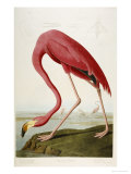 Flamingo Drinking at Water's Edge reproduction procédé giclée par John James Audubon