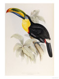 A Monograph of the Ramphastidae or Family of Toucans, 1834 Giclée-Druck von John Gould