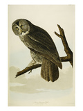 Great Cinereous Owl Giclee Print by John James Audubon