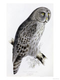 The Birds of Great Britain, Published 1862-1873 Giclee Print by John Gould
