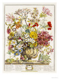 Hand Colored Engraving of Bouquet- October, 1730 reproduction procédé giclée par Robert Furber