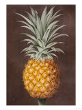 Pineapple Giclee Print Pineapple Giclee Print