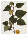 Pharmacopoeus Insuleinsis, 1789 Lámina giclée por Stanislaus Decroix Pharmacopoeus Insuleinsis, 1789 Lámina giclée por Stanislaus Decroix