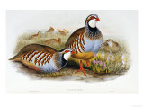 Red Legged Partridges (Caccabis Rubra) Reproduction procédé giclée par John Gould