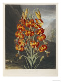 The Superb Lily Giclee Print by Robert John Thornton