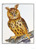 The Birds of Great Britain, First Edition, 1789-1794 Giclee Print by William Lewin