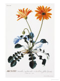 Plantae Selectae Giclee Print by Christoph Jacob Trew