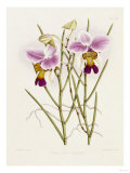 The Orchid Album Plate 475 Giclee Print