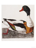 Hand Colored Engraving Of A Duck, 1766 Lámina giclée por Thomas Pennant